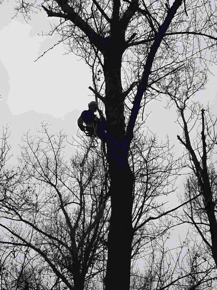 Taille d'arbres professionnelle Lyon