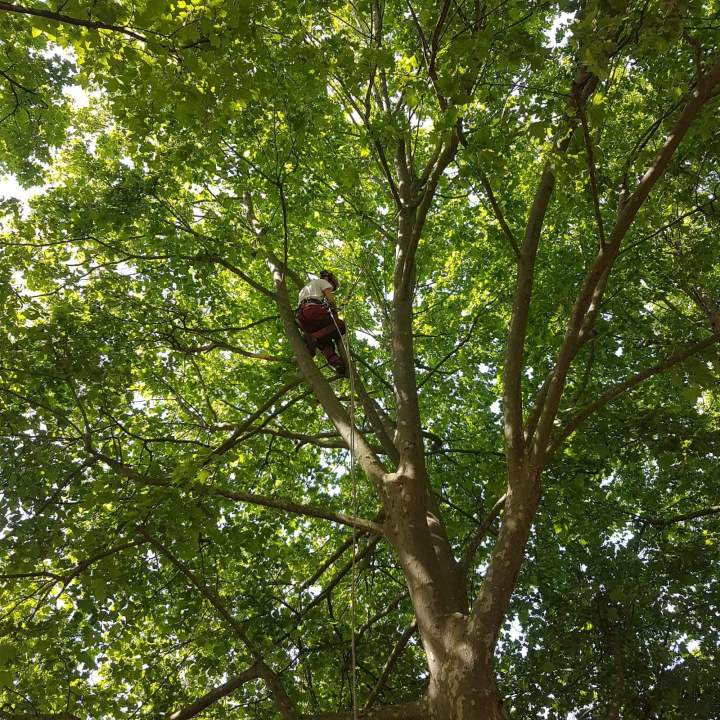 Élagage d'arbres, Ecully