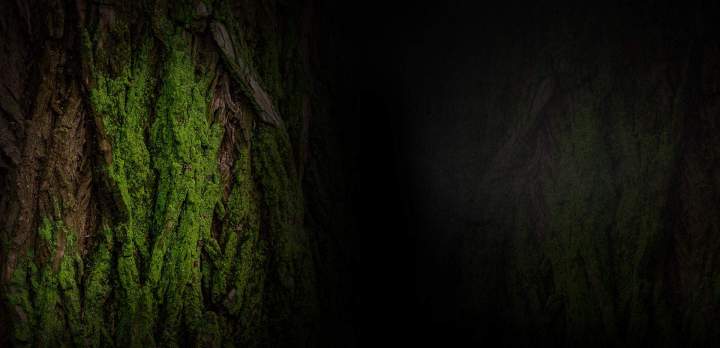 Professional tree pruning Lyon