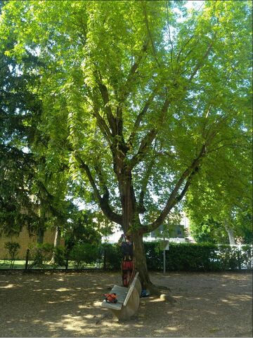 Chantier de taille douce d'arbres à Lyon