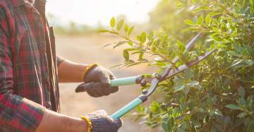 Votre partenaire pour le soinde vos arbres