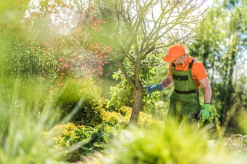 Préconisations pour bien entretenir vos arbres