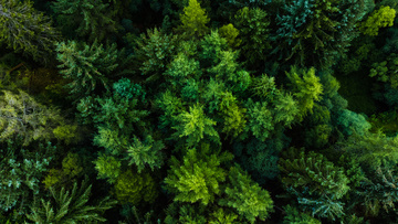 Bien tailler un arbre pour garantir sa pérennité