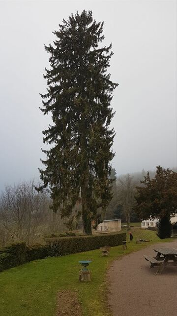 Abattage d'arbres dans le Haut Beaujolais