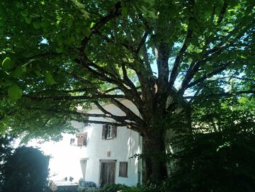 Taille sanitaire d'arbres dans le Haut Beaujolais