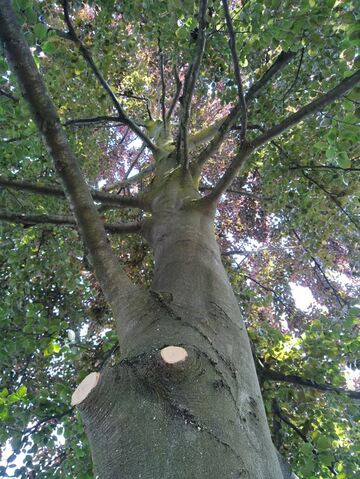 Taille douce d'arbre à Lyon