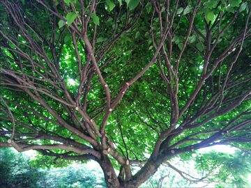 Éclaircie d'un arbre catalpa dans le Rhône