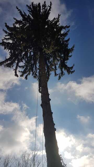 Élagage d'arbres en toutes saisons dans le Rhône