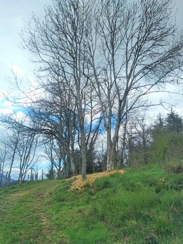 Medikarbre | Abattage d'arbre à Autun
