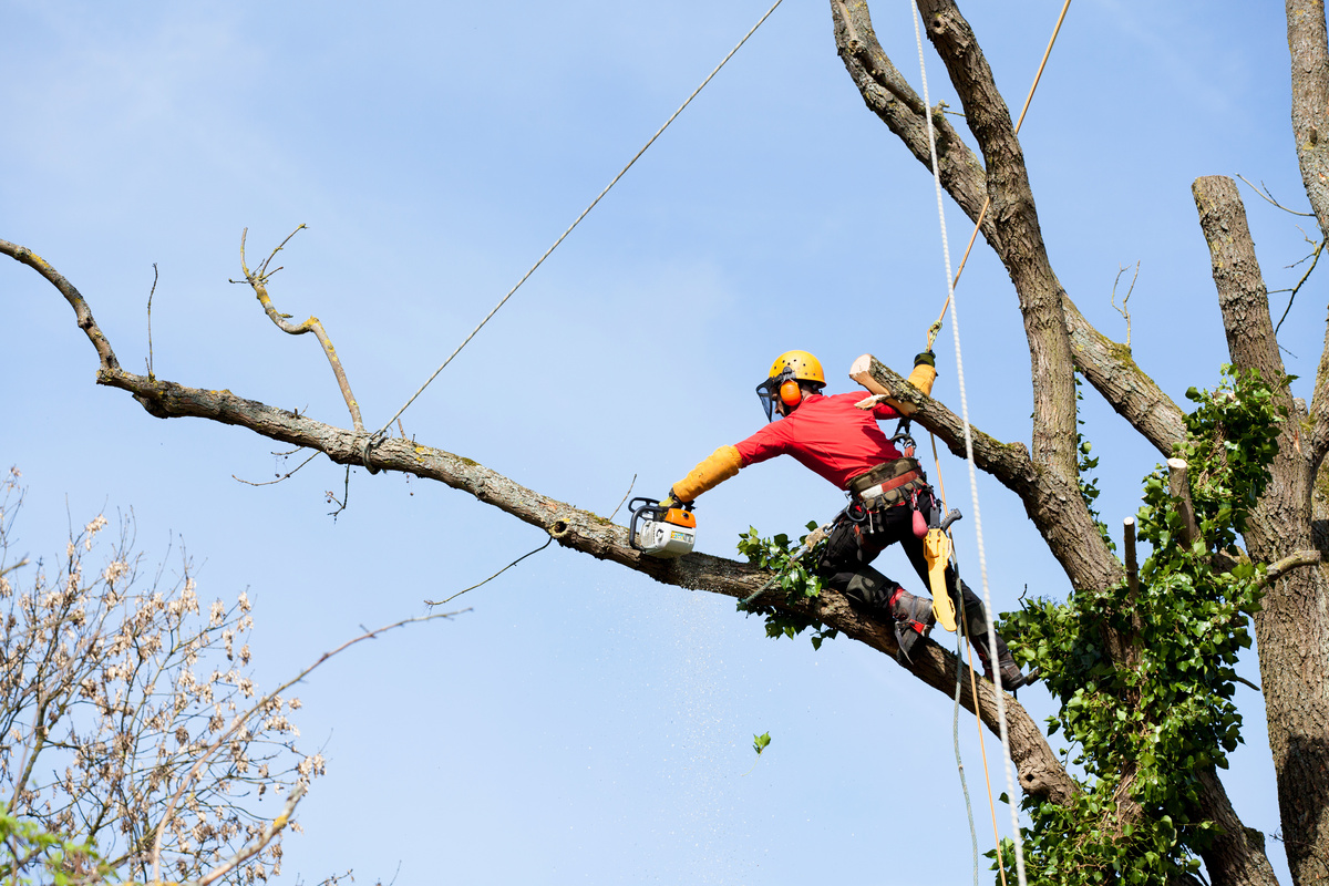 💪COMMENT GRIMPER🌲 FACILEMENT DANS UN ARBRE À L'AIDE DE GRIFFES.CONSEILS  ET ASTUCES D'UN ÉLAGUEUR. 