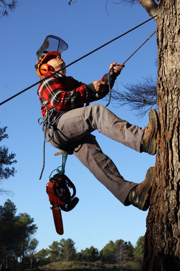 Quand et pourquoi dessoucher un arbre ?