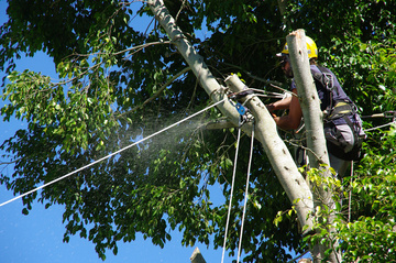 Est-il vraiment nécessaire d’abattre un arbre ? | Les Ardillats, Rhône